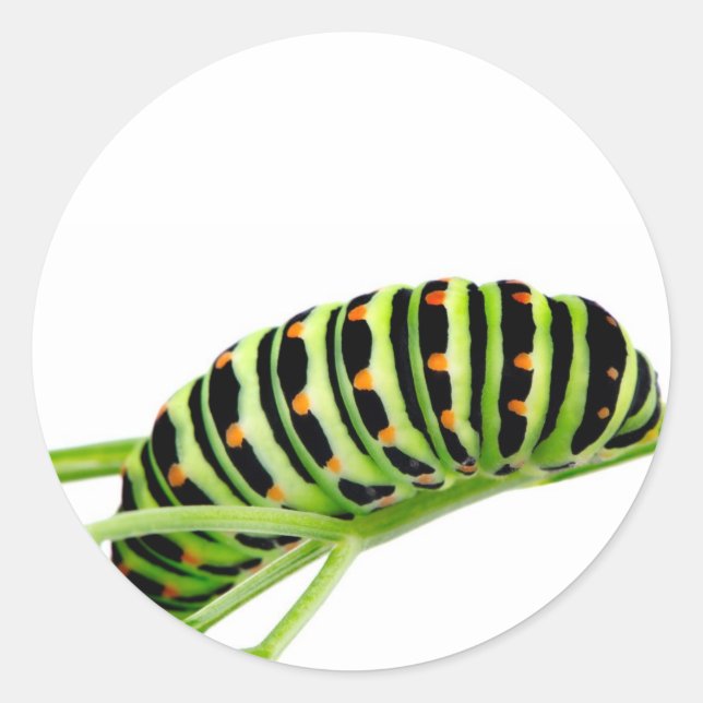 Sticker Rond chenille Swallowtail (Devant)
