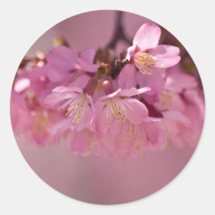Sticker Rond Cherry Blossoms Hot Spring 2012 Vêtements & Cadeau