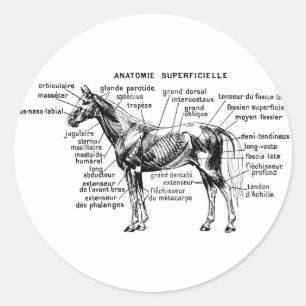 Sticker Rond Cheval
