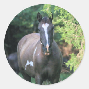 Sticker Rond Cheval