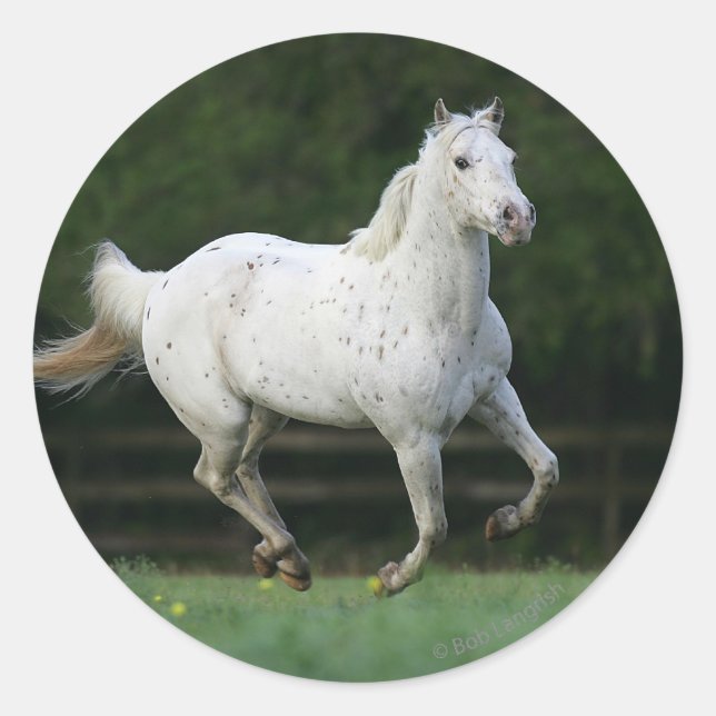 Sticker Rond Cheval Appaloosa 1 (Devant)