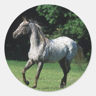 Sticker Rond Cheval Appaloosa 2