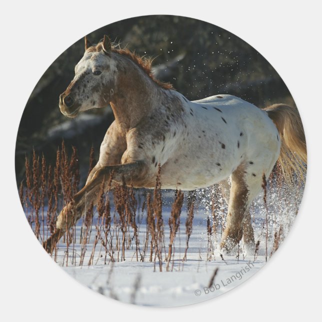Sticker Rond Cheval Appaloosa courant dans la neige (Devant)