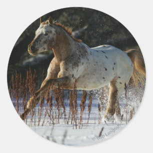 Sticker Rond Cheval Appaloosa courant dans la neige