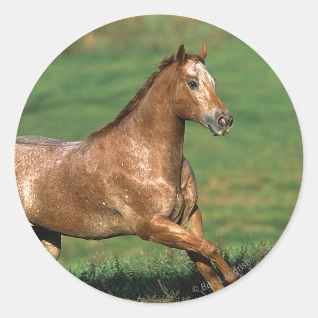 Sticker Rond Cheval Appaloosa courant dans le champ de Grassy (Devant)