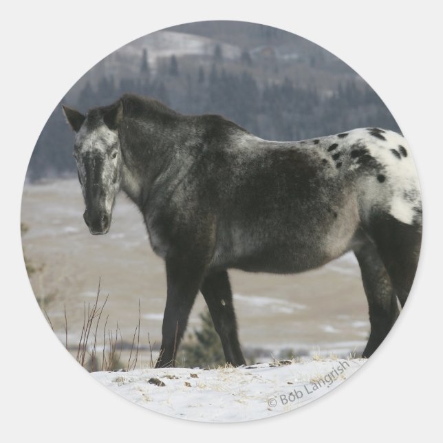 Sticker Rond Cheval Appaloosa dans la neige (Devant)