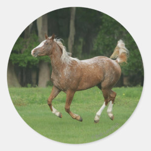 Sticker Rond Cheval Appaloosa en course
