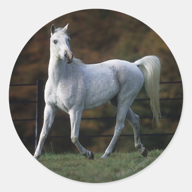 Sticker Rond Cheval arabe 1 (Devant)