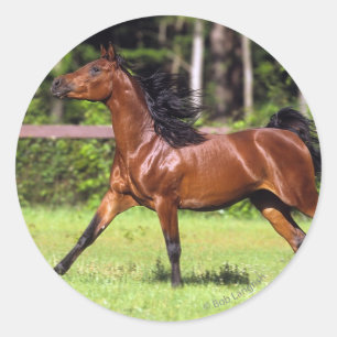 Sticker Rond Cheval arabe 2