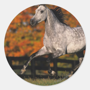 Sticker Rond Cheval arabe : Automne 1
