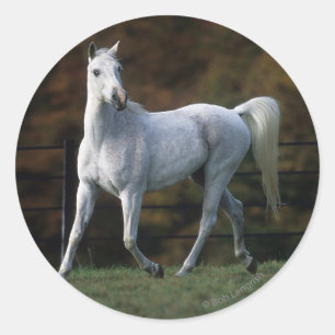 Sticker Rond Cheval arabe courant 1