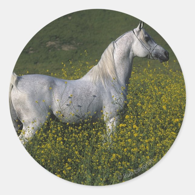 Sticker Rond Cheval arabe debout en fleurs (Devant)