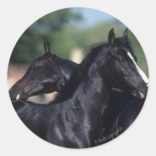 Sticker Rond Cheval Arabe qui s'écroule