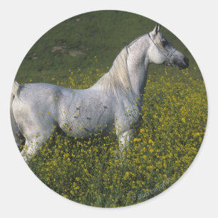 Sticker Rond Cheval arabe se tenant en fleurs