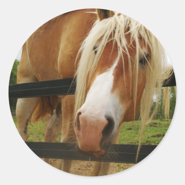 Sticker Rond Cheval Belge, Vous Avez Des Carottes ? (Devant)