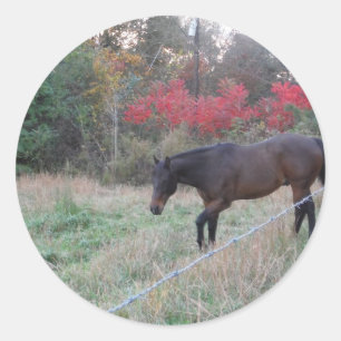 Sticker Rond Cheval Brown dans les arbres d'automne rouges