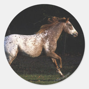 Sticker Rond Cheval d'Appaloosa courant 4