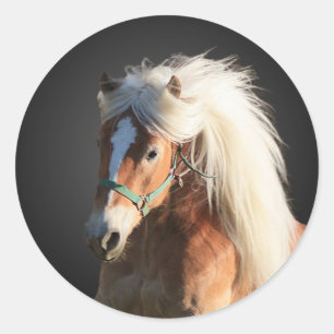 Sticker Rond Cheval de Haflinger