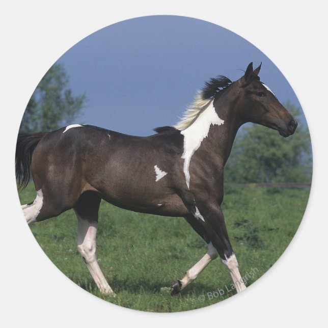 Sticker Rond Cheval de peinture 2 (Devant)