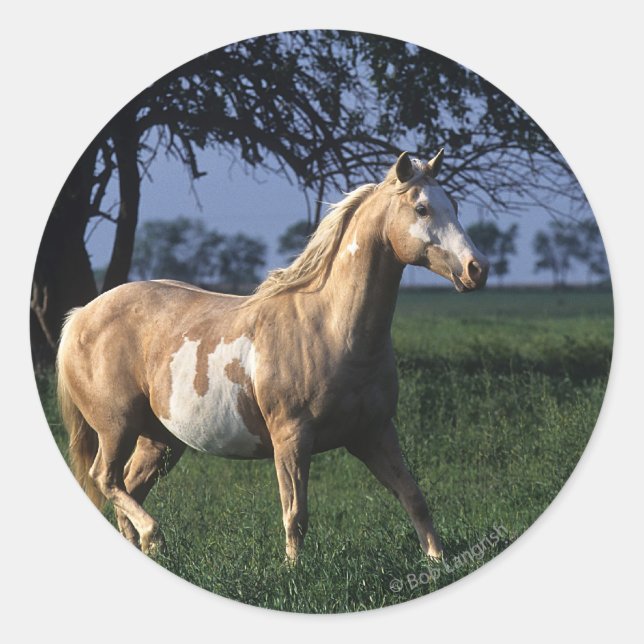 Sticker Rond Cheval de peinture debout 2 (Devant)