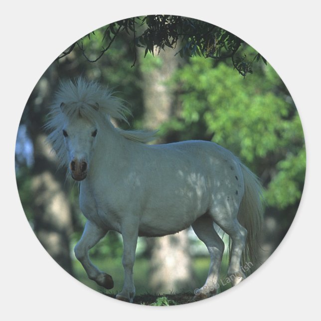 Sticker Rond Cheval miniature debout dans les arbres (Devant)