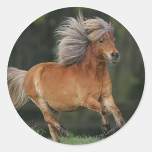 Sticker Rond Cheval Miniature En Course