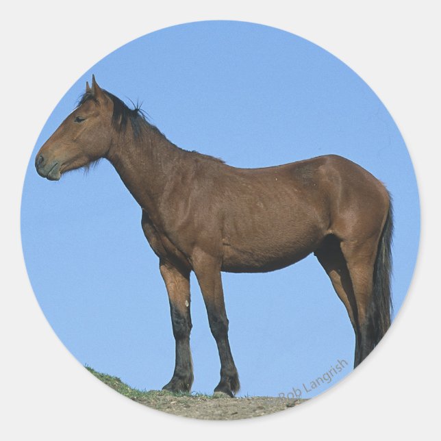 Sticker Rond Cheval sauvage Mustang (Devant)