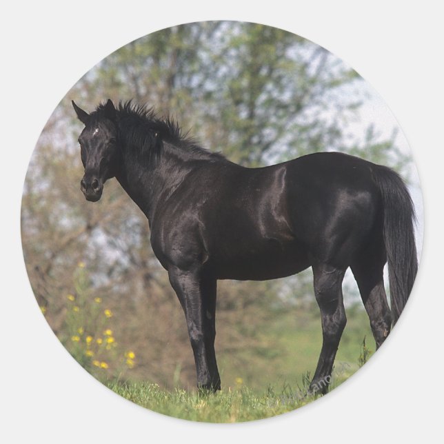 Sticker Rond Cheval Thoroughbred debout (Devant)
