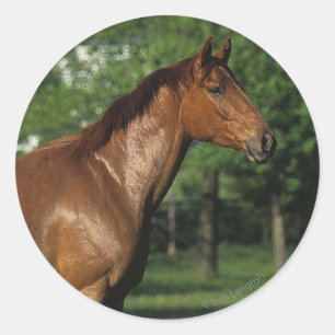 Sticker Rond Cheval Thoroughbred en Fleurs