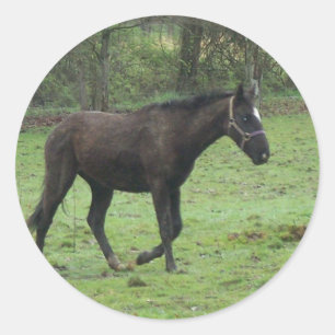 Sticker Rond Chevaux!