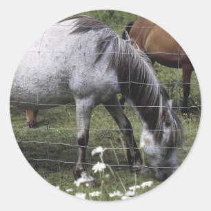 Sticker Rond Chevaux