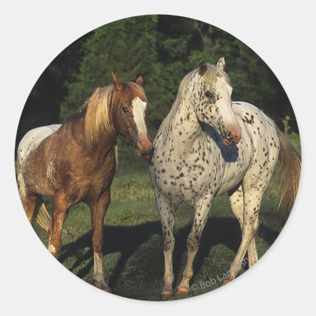 Sticker Rond Chevaux Appaloosa (Devant)