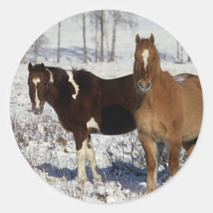 Sticker Rond Chevaux de peinture dans la neige