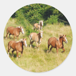 Sticker Rond Chevaux en pelage