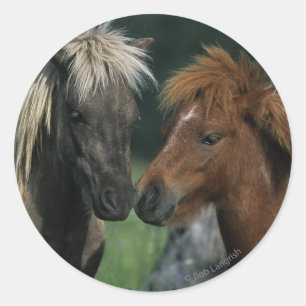 Sticker Rond Chevaux miniatures Touchant