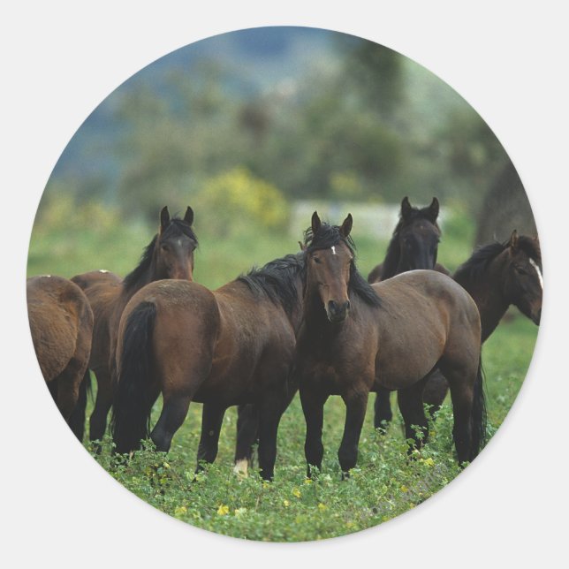 Sticker Rond Chevaux Mustang Sauvages 3 (Devant)