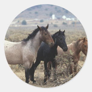 Sticker Rond Chevaux Mustang sauvages 5