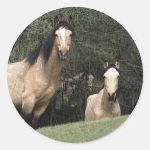 Sticker Rond Chevaux Mustang Sauvages 6