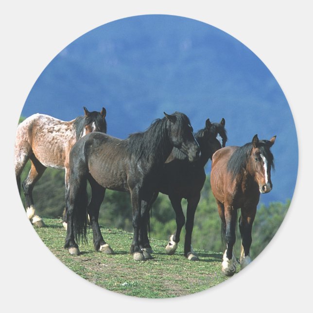 Sticker Rond Chevaux Mustang sauvages dans les montagnes (Devant)