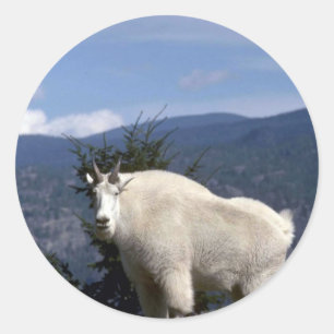 Sticker Rond Chèvre de montagne rocheuse (Grand mâle sur la crê