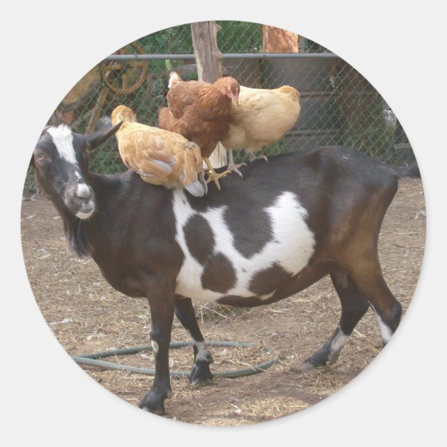 Sticker Rond Chèvre taxi (Devant)