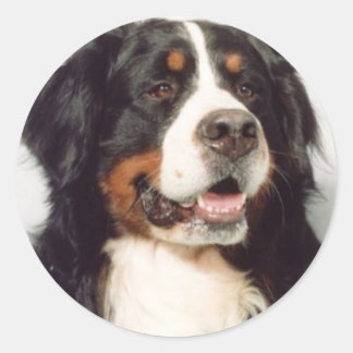 Sticker Rond Chien