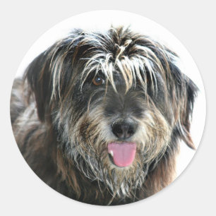 Sticker Rond Chien à visage brun