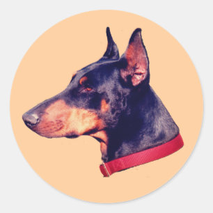 Sticker Rond Chien à visage Doberman Pinscher