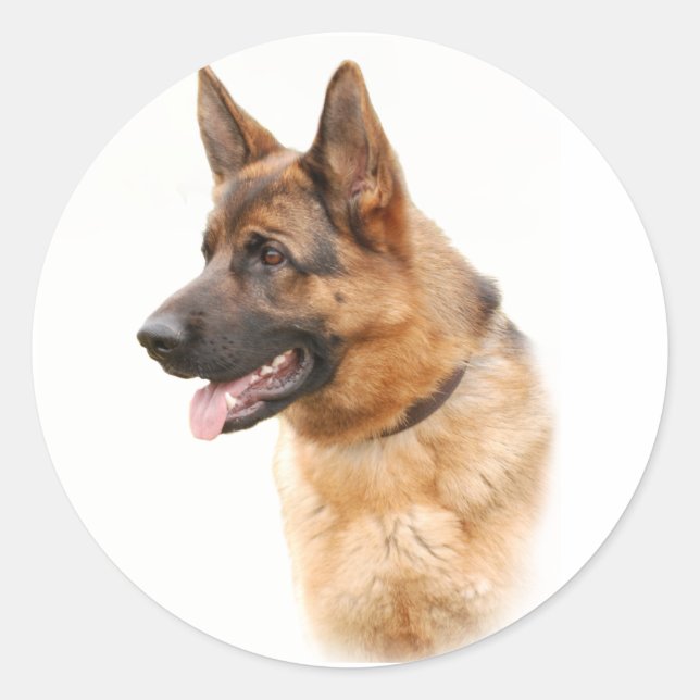 Sticker Rond Chien berger allemand (Devant)