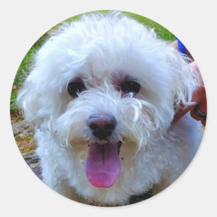 Sticker Rond Chien blanc
