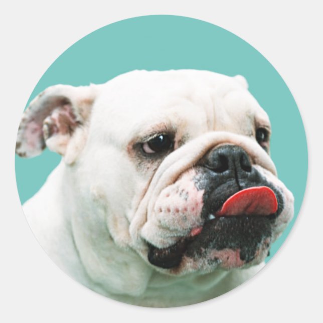 Sticker Rond Chien blanc mignon Bulldog (Devant)