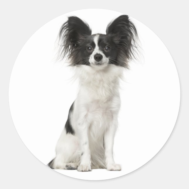 Sticker Rond Chien Chien Noir Et Blanc Papillon - Chien D'Amour (Devant)