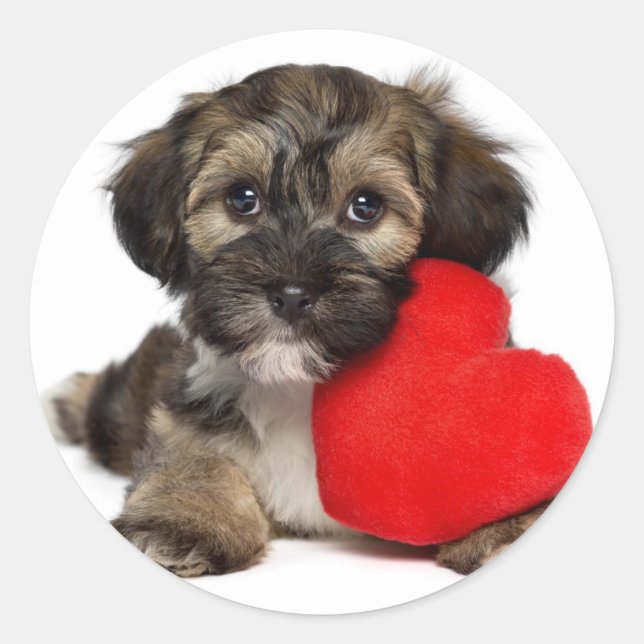 Sticker Rond Chien chiot de Valentine Havanais (Devant)