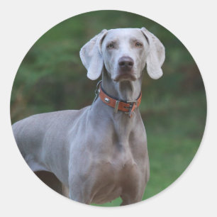Sticker Rond Chien chiot Weimaraner
